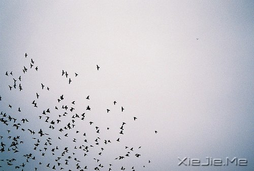 文字：如果有来生，要做一棵树 (6)